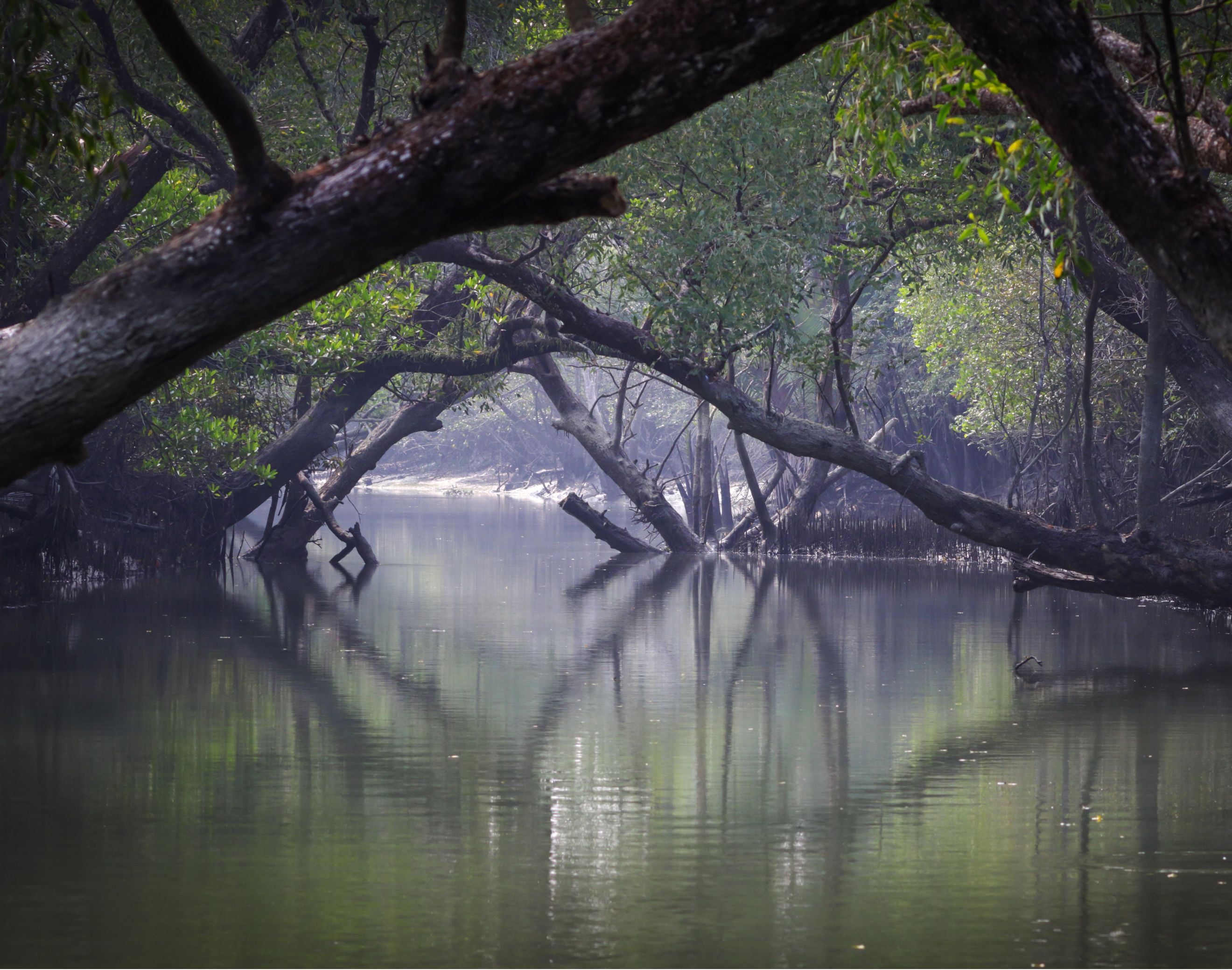 mangroves in a swamp